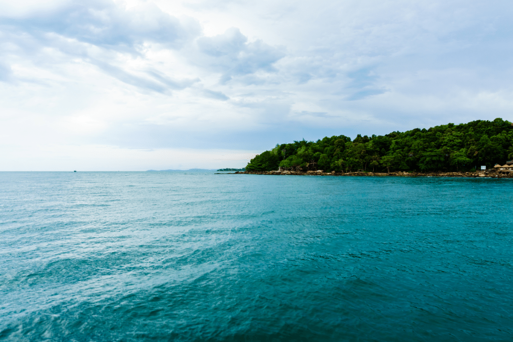 coastline with trees