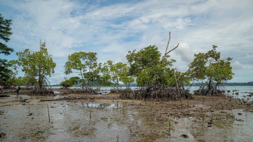 Marsh with trees