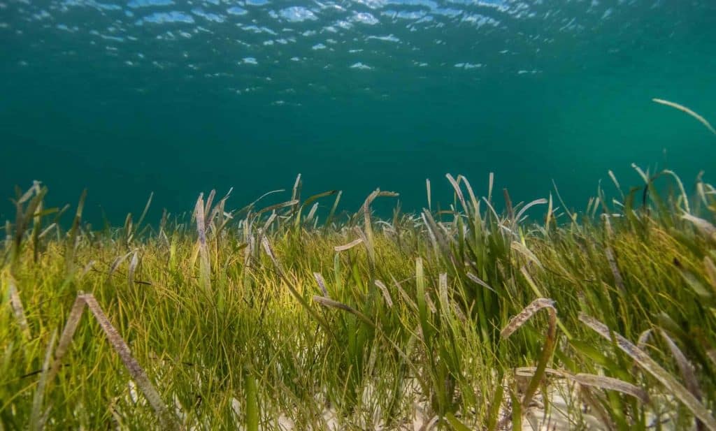Sea grass meadow under the ocean