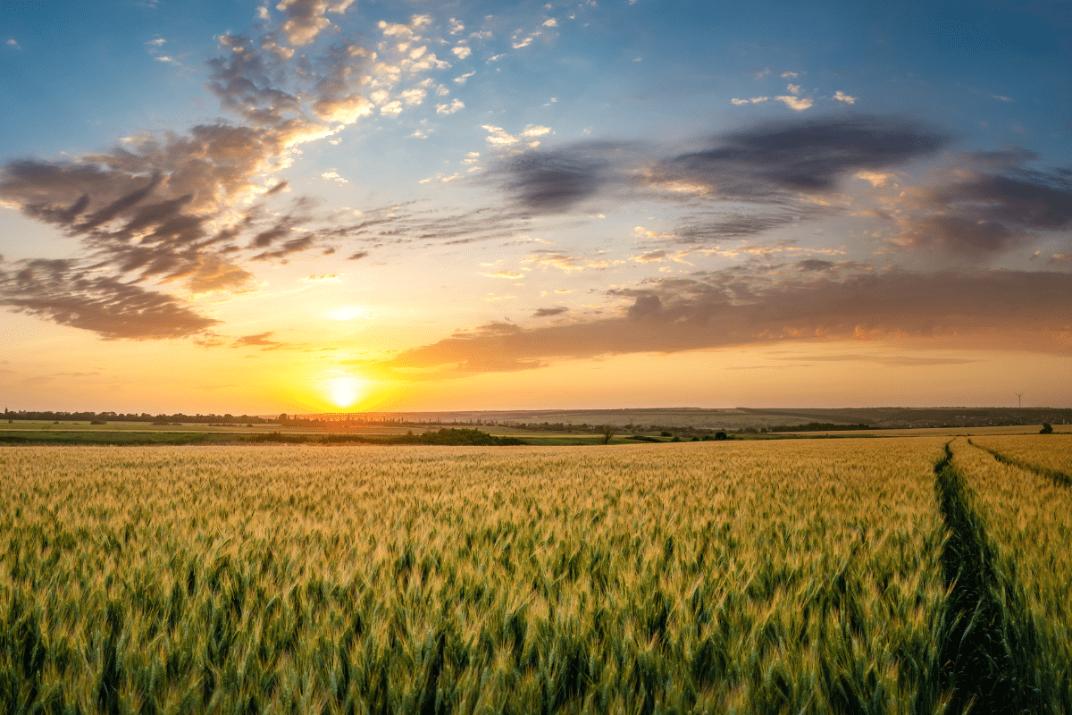 Agricultural landscape