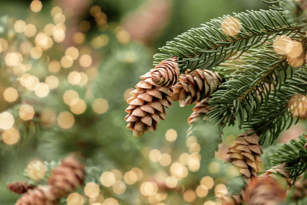 Pinecones closeup