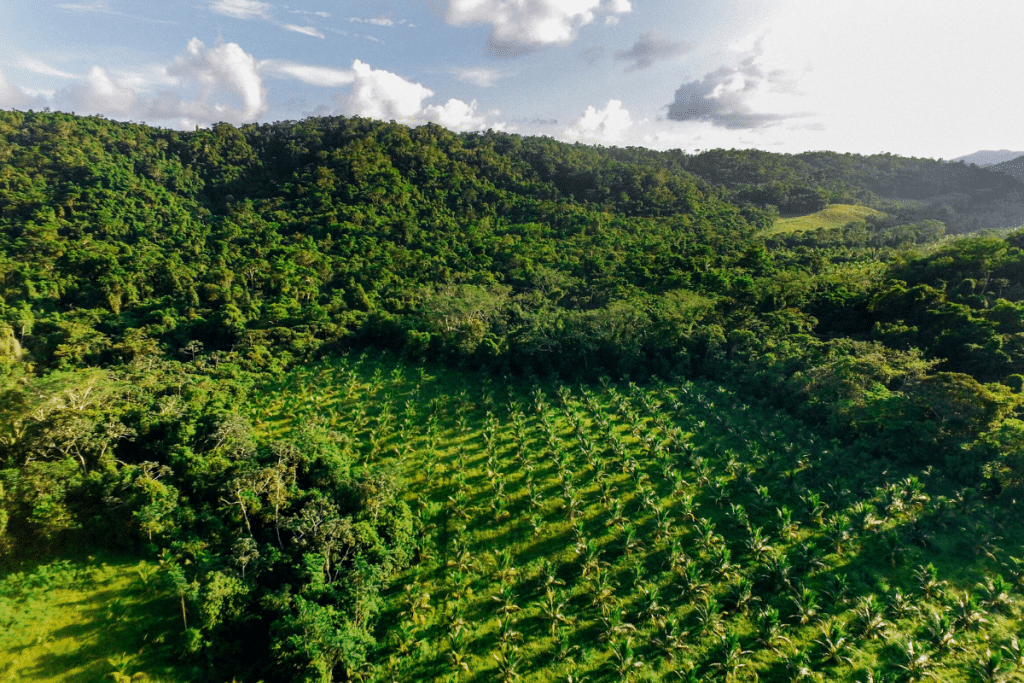 Aerial view of tropical forest and cultivated farmland in Belize