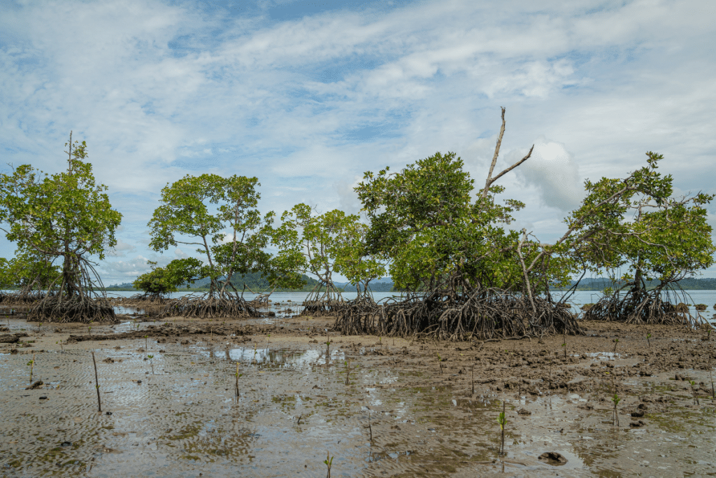 Mangrove trees growing along a coastal shoreline
