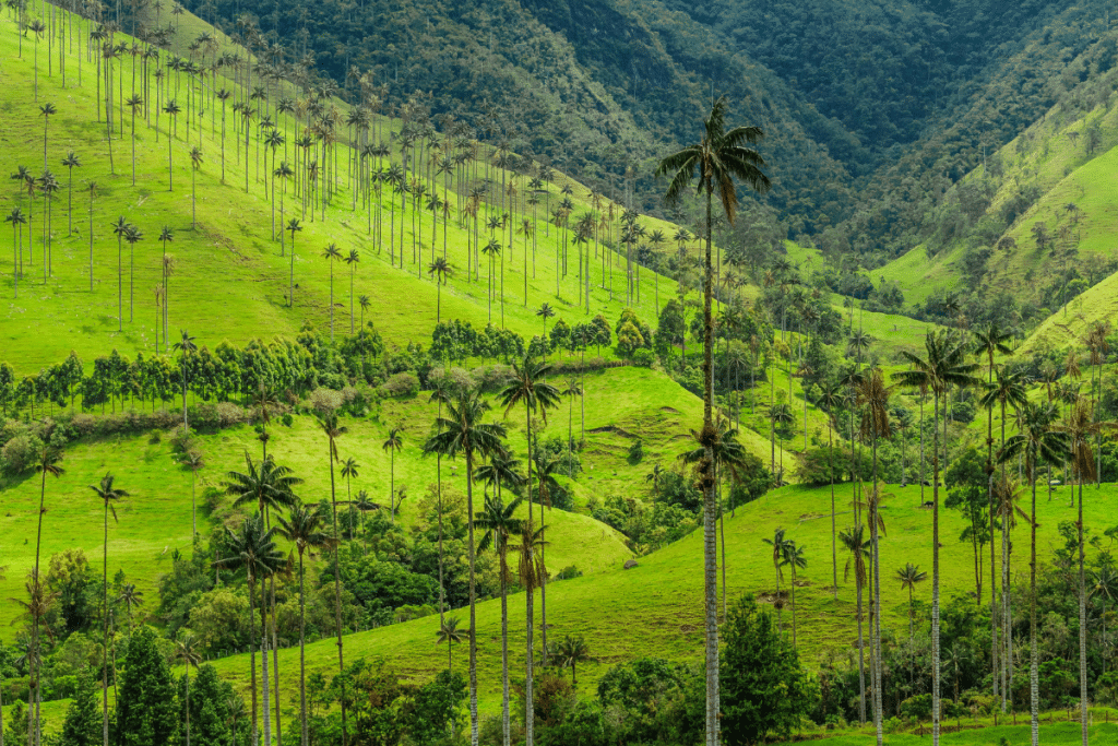 Tropical hillside landscape with palm trees and healthy vegetation, representing restored and managed land.
