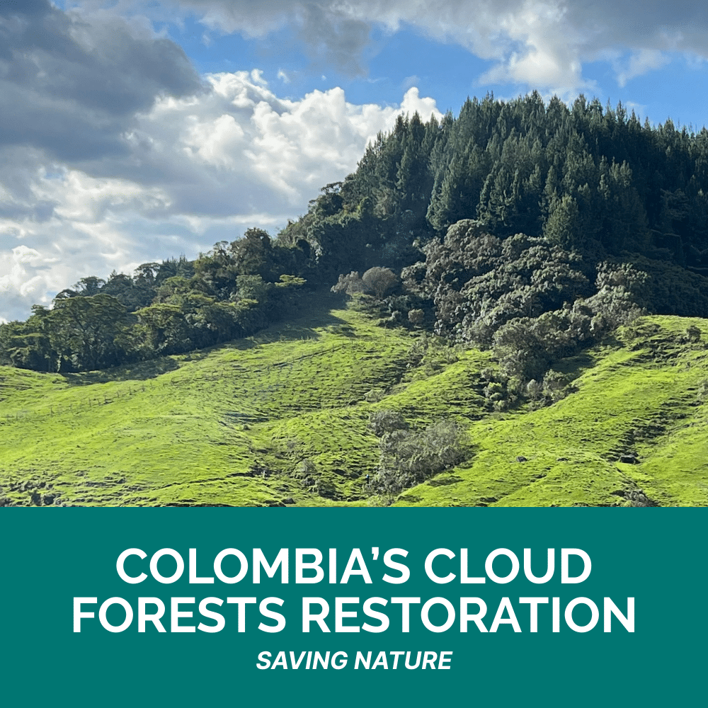 ClimeCo Project - Colombia's Cloud Forests Restoration