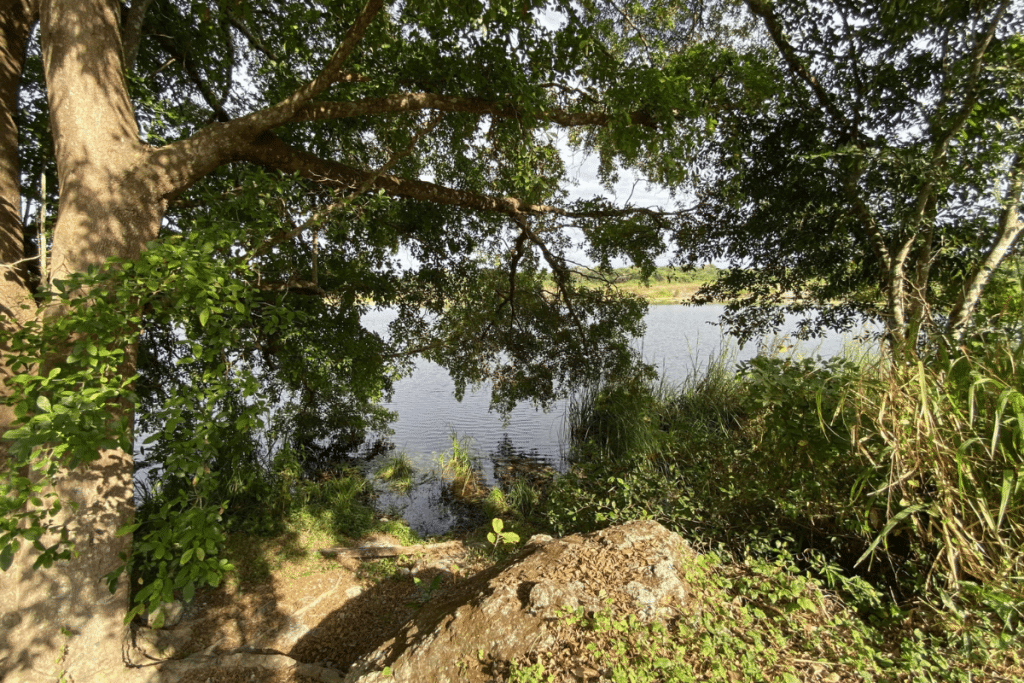 Lush forest landscape with trees and vegetation surrounding a calm river