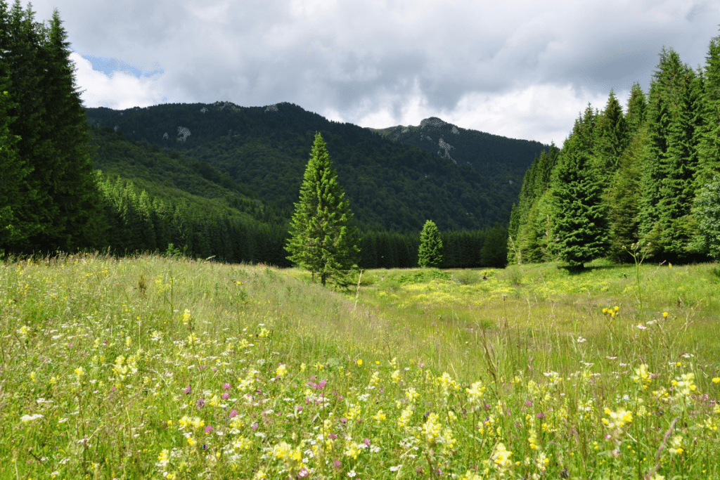 Mountain meadow with wildflowers