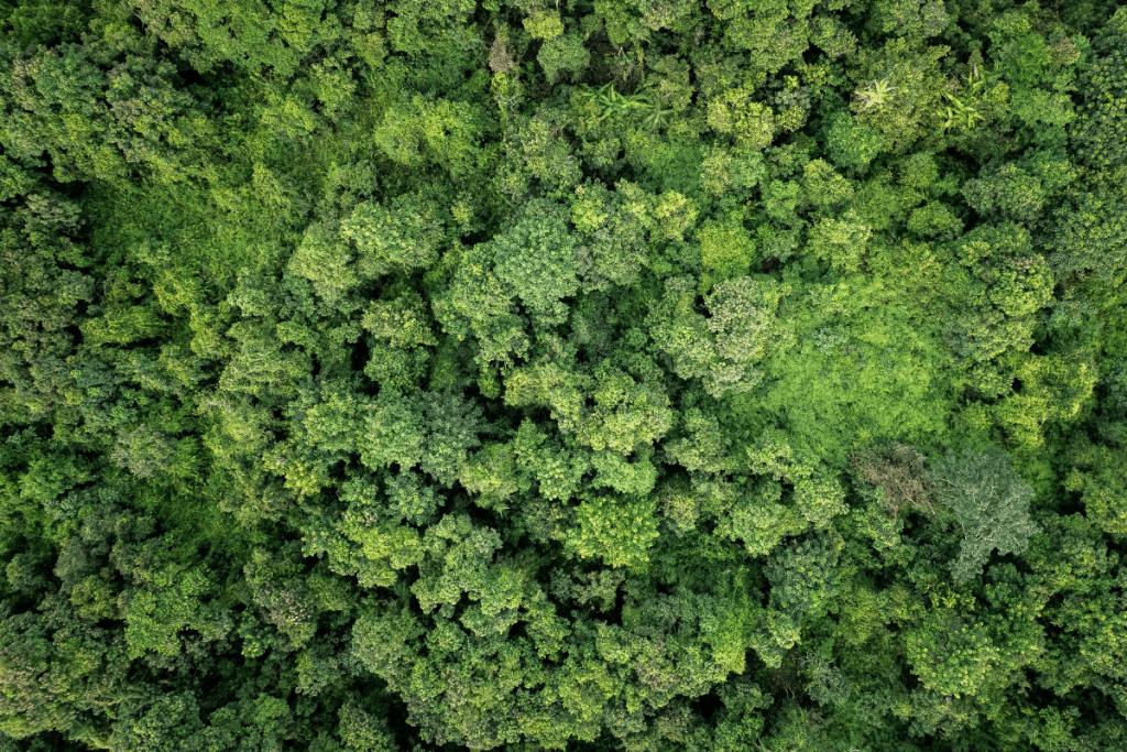 Aerial view of green forest